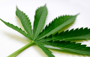 Marijuana Leaf